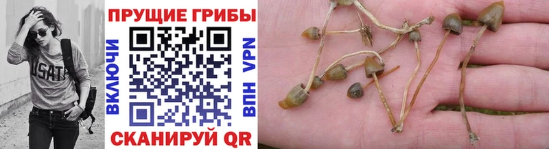 Псилоцибиновые грибы Magic Shrooms  Торопец 